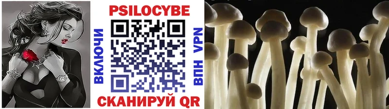 купить  сайты  Шахунья  Галлюциногенные грибы Cubensis 